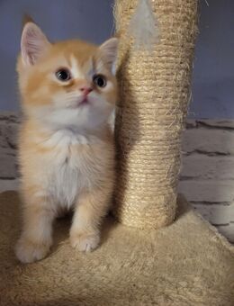 Kitten Bkh Mix - Ludwigshafen (Rhein)