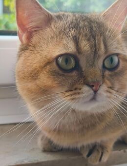 BKH Kater in Bielefeld Brackwede zu verkaufen - Bielefeld Brackwede