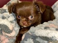 Chihuahua Welpe - Dortmund