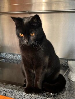 1x British Kurzhaar BKH-Mix, weibl. 8 Monate Kitten - Kamp-Lintfort