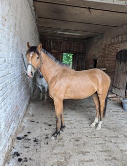 Buckskin Hengst deutsches Reitpony volle Papiere 2 Jahre - Netzschkau