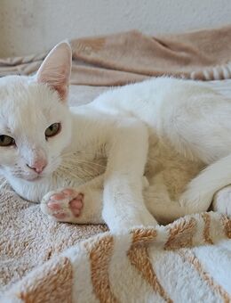 Türkische Van - Halle (Saale)