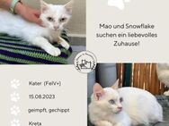 Mao und Snowflake (FeLV+) Kreta - Grevenbroich