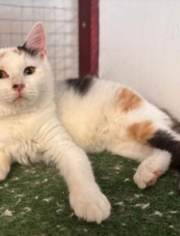 Mimi Mieze - Süderbrarup