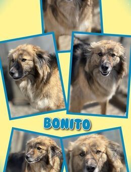 Hübscher Bonito sucht neues zuhause! - Nürnberg