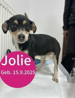 Welpe Jolie möchte ihre Familie finden! - Beltheim