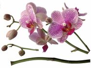 Komar Wandtattoo Orchidee - Größe 100 x 70 cm, selbstklebend, Wandsticker