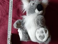 Kleiner Koala-Bär sitzend zu verschenken - Jülich