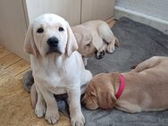 Labrador Welpe 1 Blonder Rüde sucht noch ein neues Zuhause auf Lebenszeit - Castrop-Rauxel