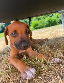 Reinrassige gesunde Ridgeback Welpen - Weilrod