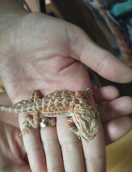 Bartagame Leatherback Sandfire orange NZ'25 Juni Reptilien - Neunkirchen (Saarland)