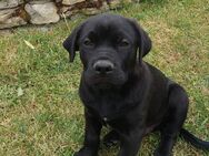 Labrador-Mix Welpe männlich - Günstedt