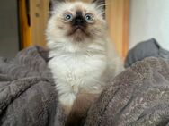 Ragdoll kitten suchen ein zuhause - Hannover Ahlem-Badenstedt-Davemstedt