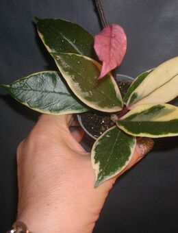 hoya flamingo dreams krisom qeen - Gladbeck
