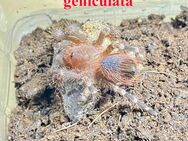 Acanthoscurria geniculata & Lasiodora parahybana - Spremberg