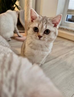 BKH Kitten suchen ein liebevolles Zuhause 🐾❤️ - Essen