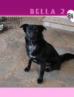 Bella 2 - verdient eine Chance! - Alfeld (Leine)