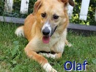 OLAF ❤ EILIG! sucht Zuhause/Pflegestelle - Langenhagen