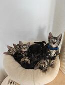 Reinrassige Bengal Kitten mit Stammbaum in 78086