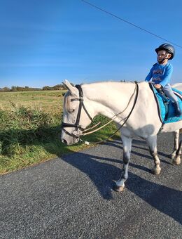 Reitpony Kinderpony - Poppenbüll