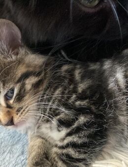 Katzenbabys dürfen ausziehen - Kaufering