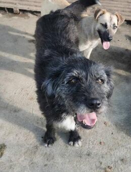 Rudi sucht ein liebevolles Zuhause - Blankenheim (Nordrhein-Westfalen)