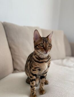 Bengal Kater - Borken (Hessen) Zentrum