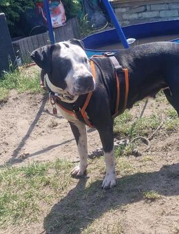 Dogo Argentino Boxer Mix Hündin - Fürstenwalde (Spree)