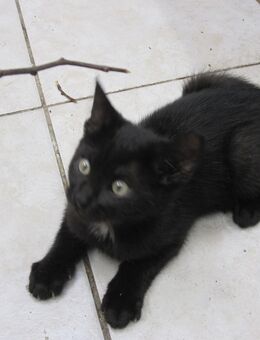 Katzenjunge, männlich - Gladbeck