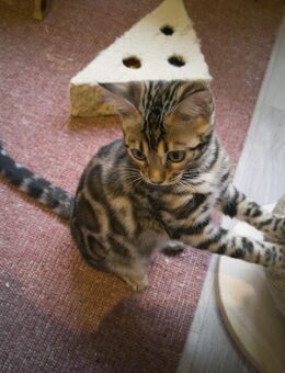 Bengalkitten mit Stammbaum - Hamburg