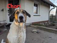 Chari: unsere Habiba (D - 17309) - Rinteln