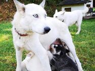 Sibirischer Husky weißer Schäferhund Mischlings Welpen - Crinitzberg