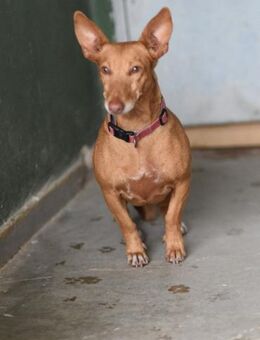 Kleine ruhige Roxie sucht ihr Glück - Berlin
