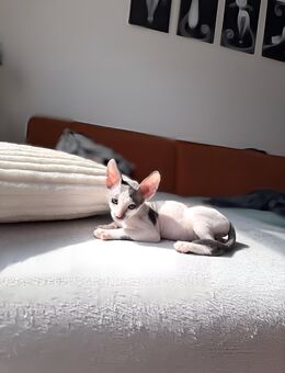 Cornish Rex Kitten Verfügbar - Chemnitz