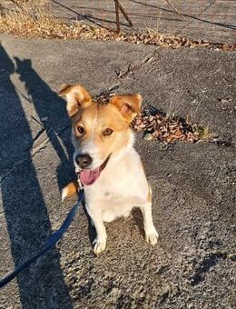 LUCKY LUKE sucht ein liebes Zuhause - Erfurt