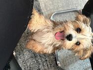 Verkaufe Yorkshire Terrier Hündin - Leipheim