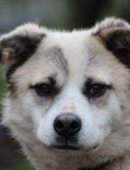 Pinti - goldiger, kleiner Jungrüde - Lohra