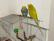 2 Wellensittiche mit Käfig - Berlin Treptow-Köpenick
