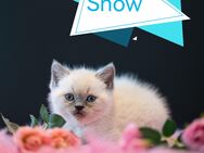 BKH Kitten in Blue und Point Kater - Bad Wildungen