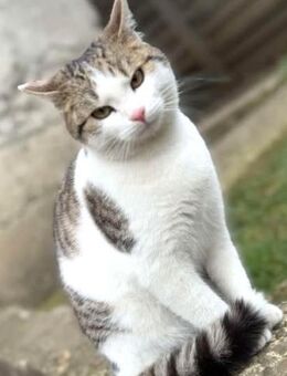 Verspielter Superschmuser - LUDWIG - - Kempen