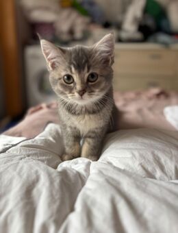 Süße BKH-Mix Kitten abzugeben 🐾 - Stuttgart