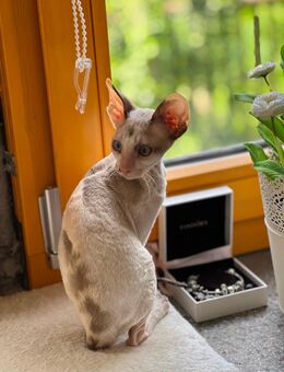 Wunderschönes Cornish Rex Mädchen von Saxonia Eleganz - Zwickau