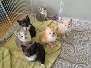 Maine Coon Mix Kitten ab Mitte Juni Auszugsbereit - Herne