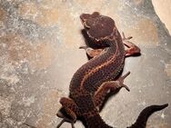 Leopardgecko Black Night Pure - Winterthur