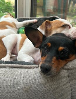 Hundewelpen Jack Russel Pinscher Mix - Heigenbrücken
