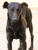 Adele, unabhänig in 86498