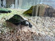 2 Chinesische Dreikielschildkröten abzugeben - Ludwigshafen (Rhein)
