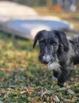 Bogyo wünscht sich viele Abenteuer - Nordwalde
