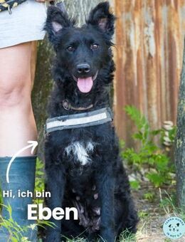 Eben SI, mag Kinder und Hunde - Rheine