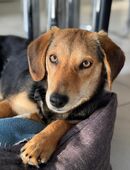 Senta: eine coole Socke! in 47239